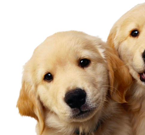 dogs image